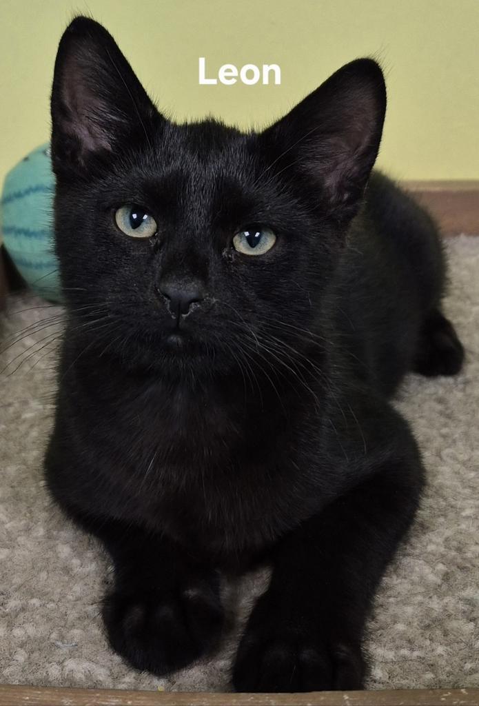 Enlarge Leon, a Adoptable mixed breed in Kendallville, IN image 1/1