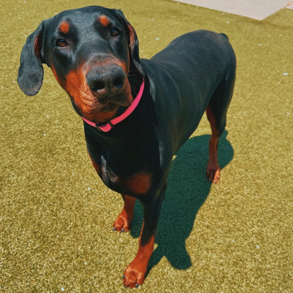 Enlarge Stella, an adopted Doberman Pinscher in Hays, KS image 2/6