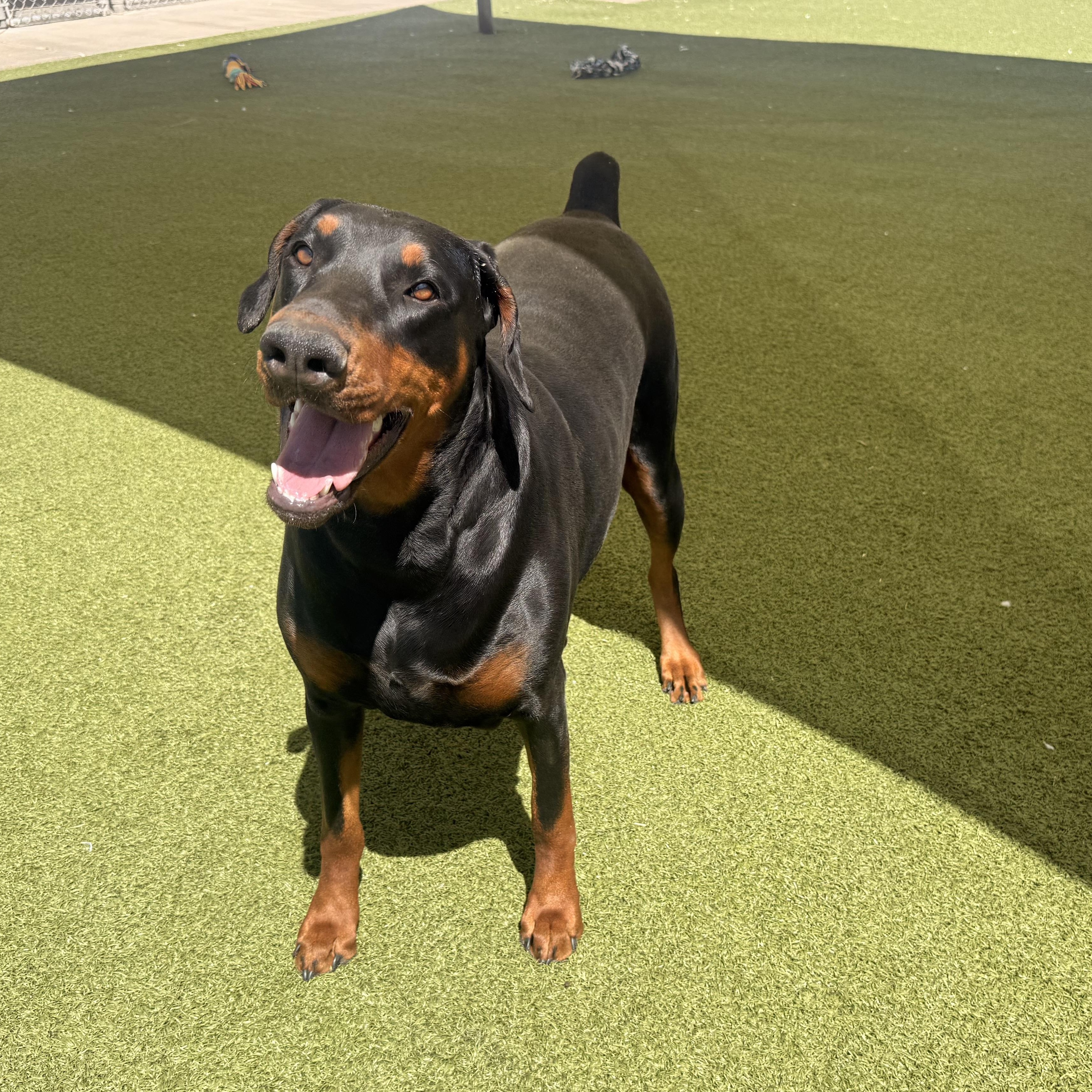 Enlarge Stella, an adopted Doberman Pinscher in Hays, KS image 3/6