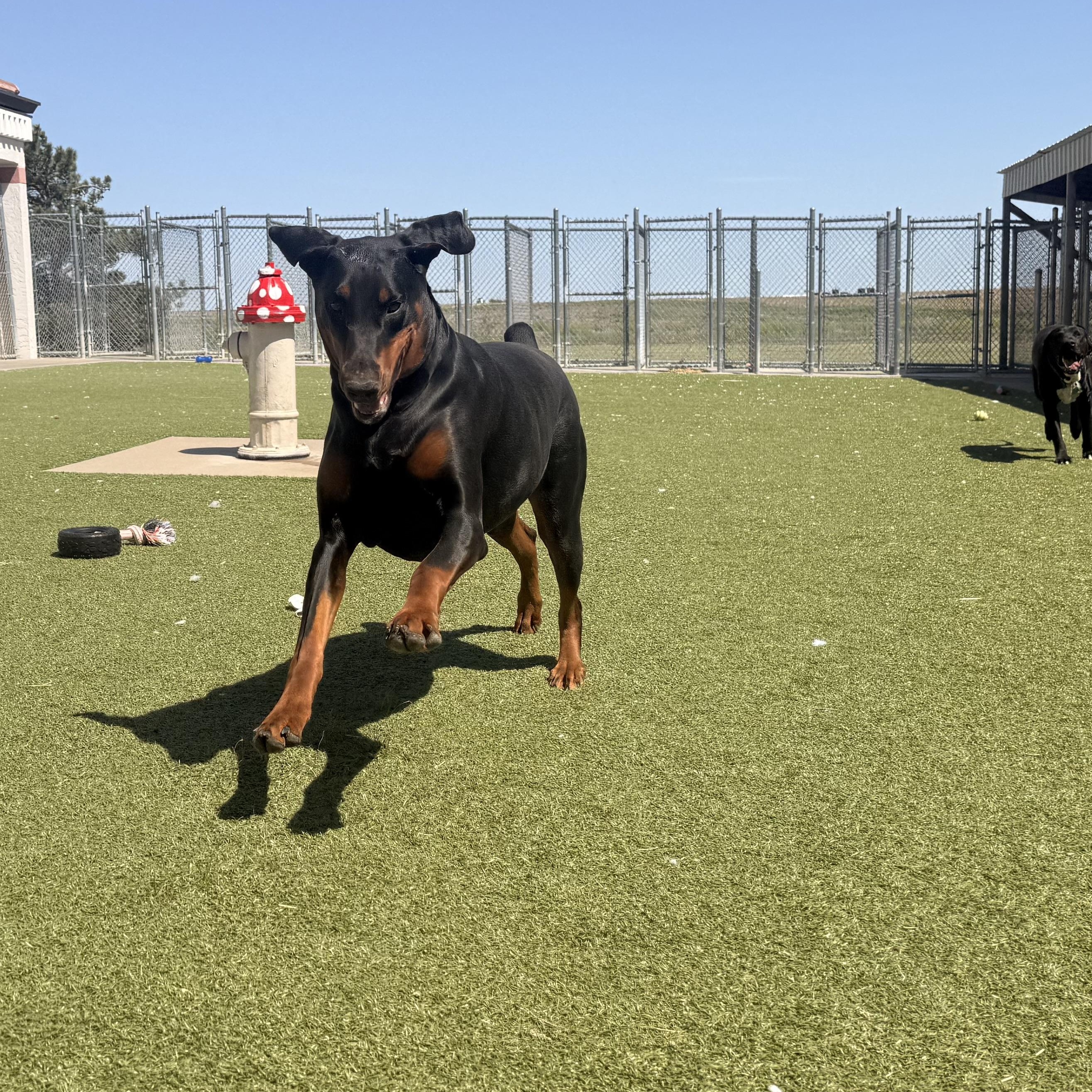 Enlarge Stella, an adopted Doberman Pinscher in Hays, KS image 5/6