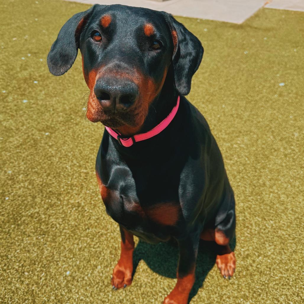 Enlarge Stella, an adopted Doberman Pinscher in Hays, KS image 1/6