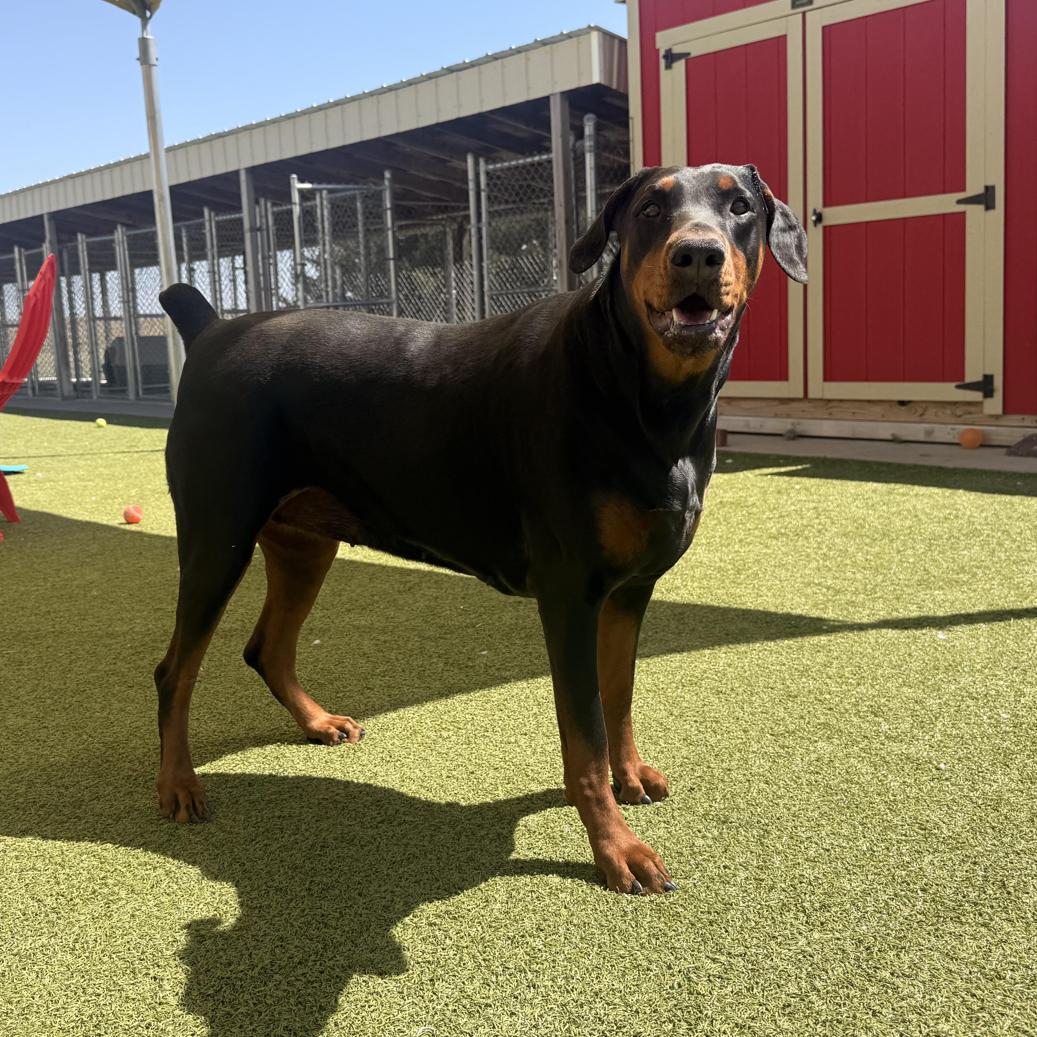 Enlarge Stella, an adopted Doberman Pinscher in Hays, KS image 4/6