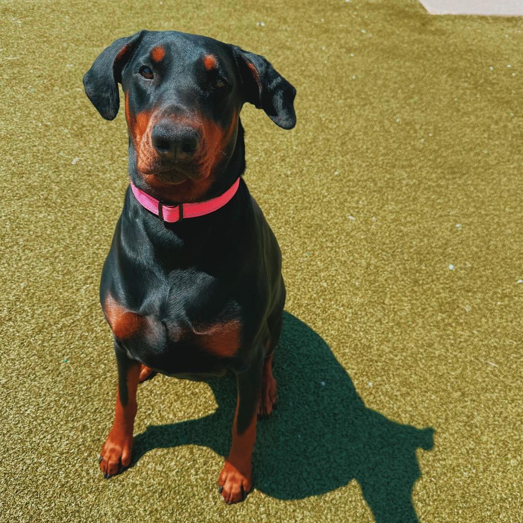 Enlarge Stella, an adopted Doberman Pinscher in Hays, KS image 6/6