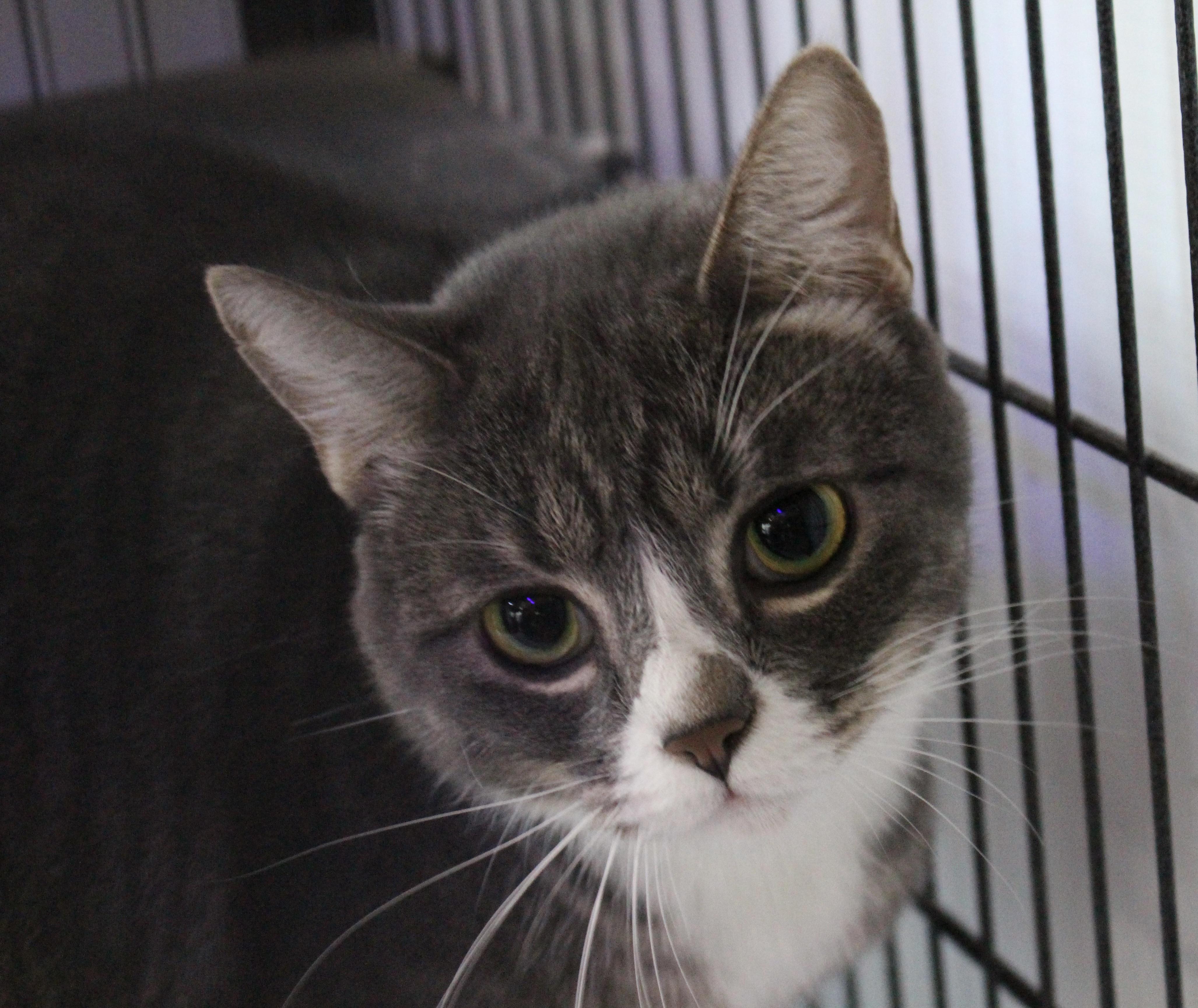 Enlarge 1220-2405, a Adoptable mixed breed in Turlock, CA image 1/1