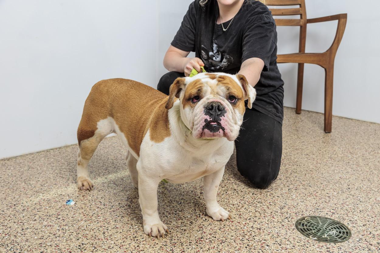 Enlarge Gladys, a Adoptable English Bulldog in Chester Springs, PA image 1/4