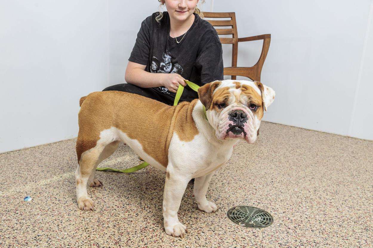 Enlarge Gladys, a Adoptable English Bulldog in Chester Springs, PA image 3/4