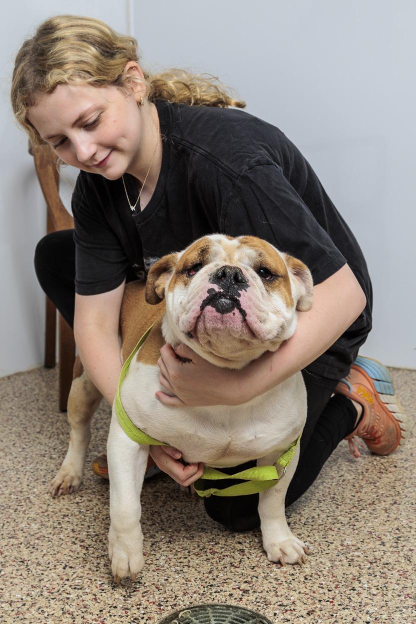 Enlarge Gladys, a Adoptable English Bulldog in Chester Springs, PA image 4/4