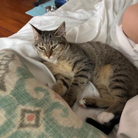 J&L: Lia, a Adoptable Domestic Short Hair in Falls Church, VA image 1/6