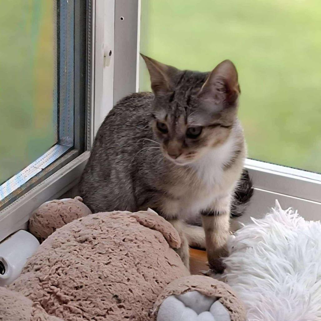 J&L: Lia, a Adoptable Domestic Short Hair in Falls Church, VA image 2/6