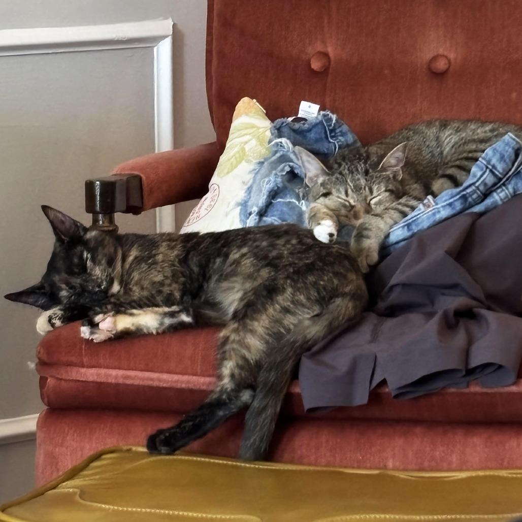 J&L: Lia, a Adoptable Domestic Short Hair in Falls Church, VA image 3/6