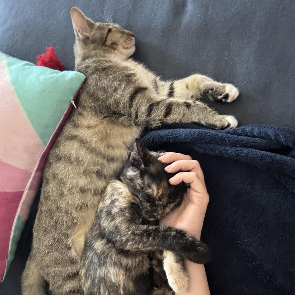 J&L: Lia, a Adoptable Domestic Short Hair in Falls Church, VA image 4/6