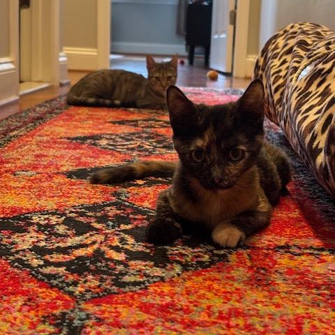 J&L: Lia, a Adoptable Domestic Short Hair in Falls Church, VA image 5/6