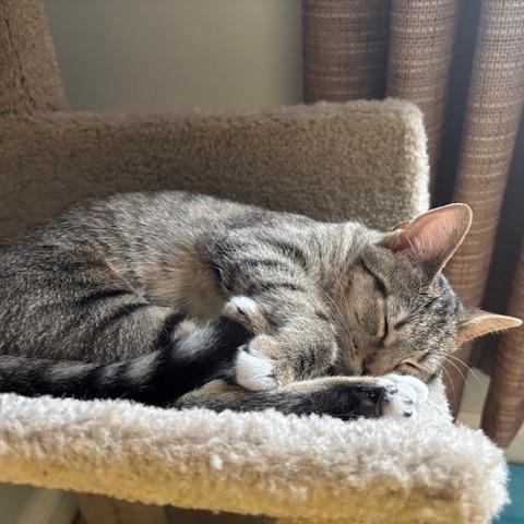 J&L: Lia, a Adoptable Domestic Short Hair in Falls Church, VA image 6/6