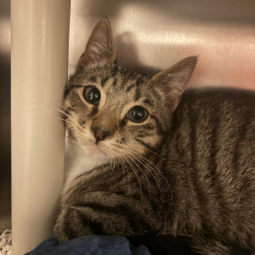 Bert, Adoptable, Kitten Male Domestic Short Hair.