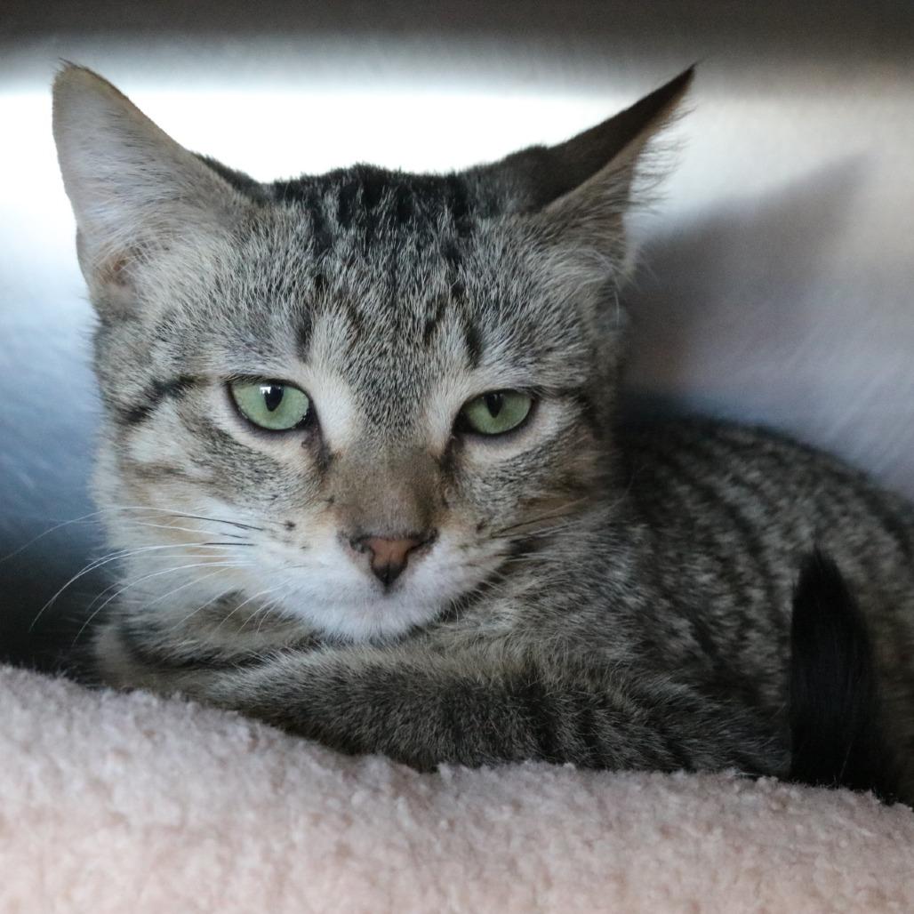 Bert, a Adoptable Domestic Short Hair in Saint Cloud, MN image 2/4