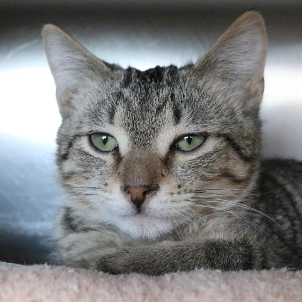 Bert, a Adoptable Domestic Short Hair in Saint Cloud, MN image 3/4