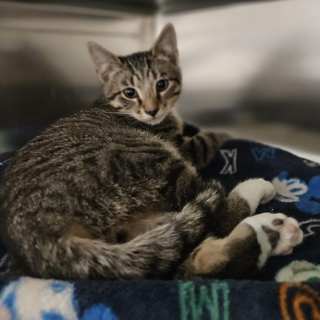 Bert, a Adoptable Domestic Short Hair in Saint Cloud, MN image 4/4