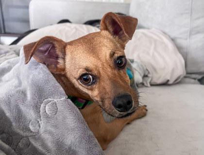Raz, Adoptable, Adult Male Dachshund & Mixed Breed.
