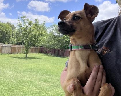 Raz, a Adoptable mixed breed in San Antonio, TX image 2/3