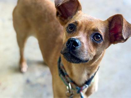 Raz, Adoptable, Adult Male Dachshund & Mixed Breed.