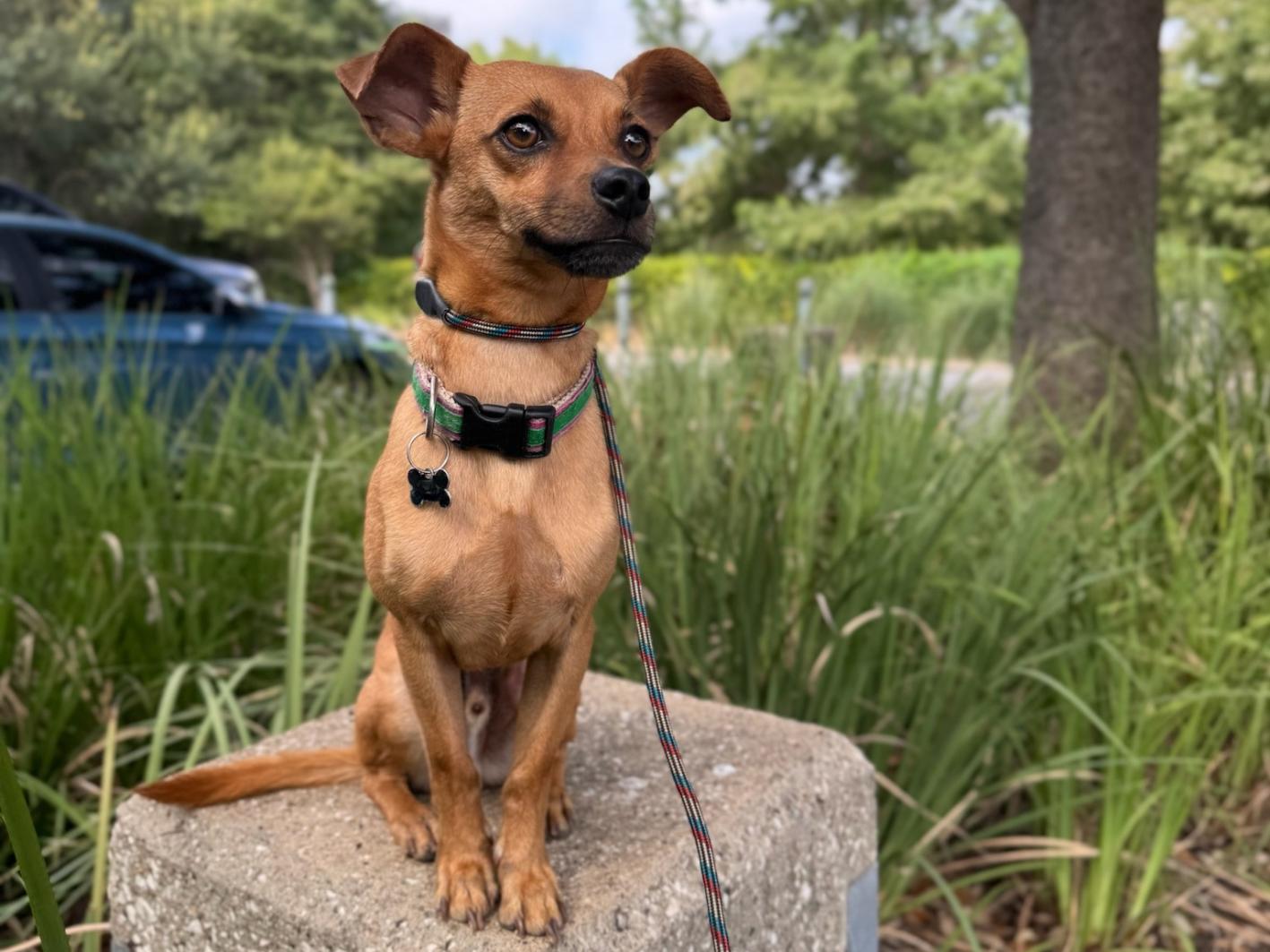 Raz, Adoptable, Adult Male Dachshund & Mixed Breed.