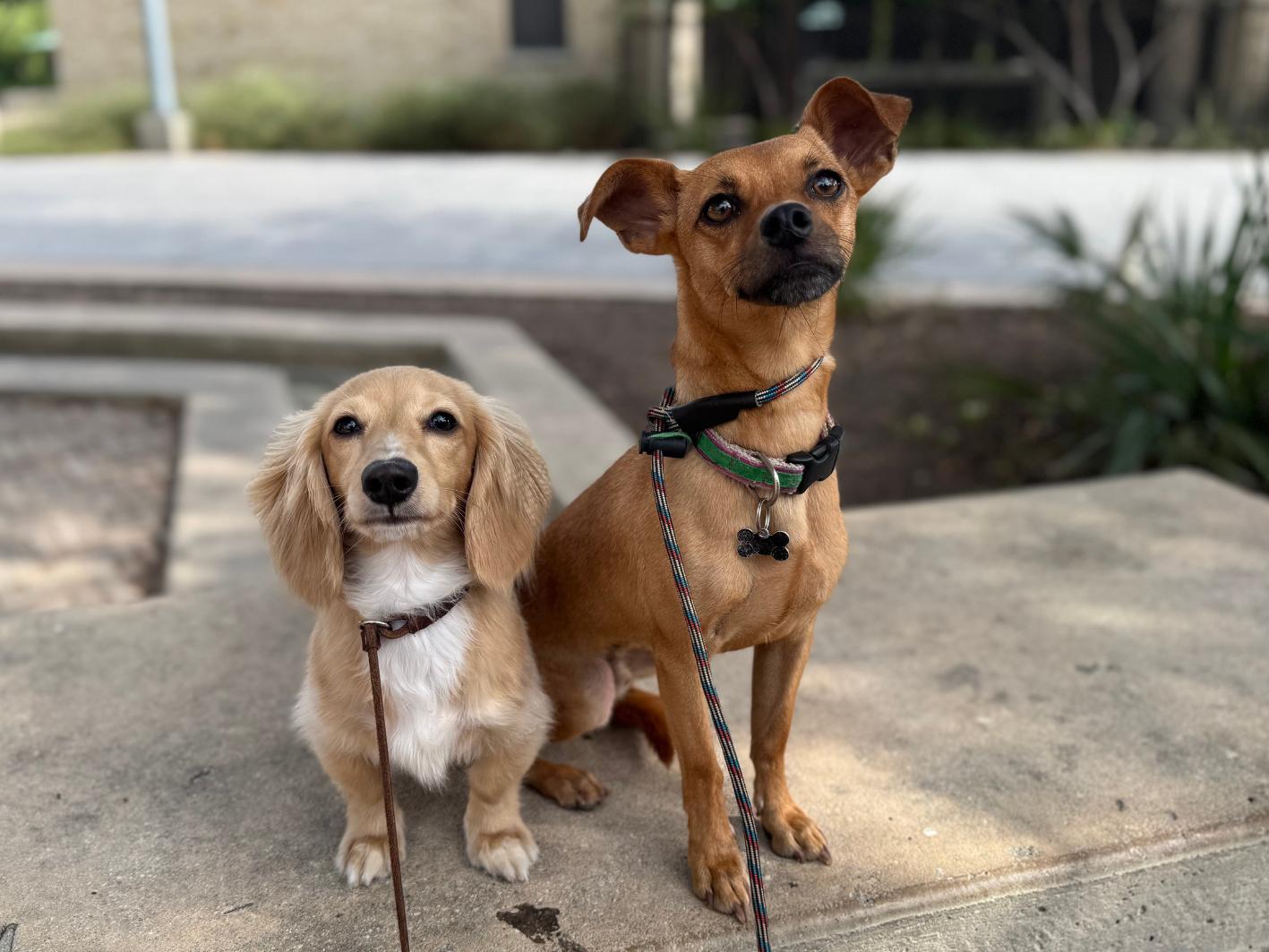 Enlarge Raz, a Adoptable mixed breed in San Antonio, TX image 2/4
