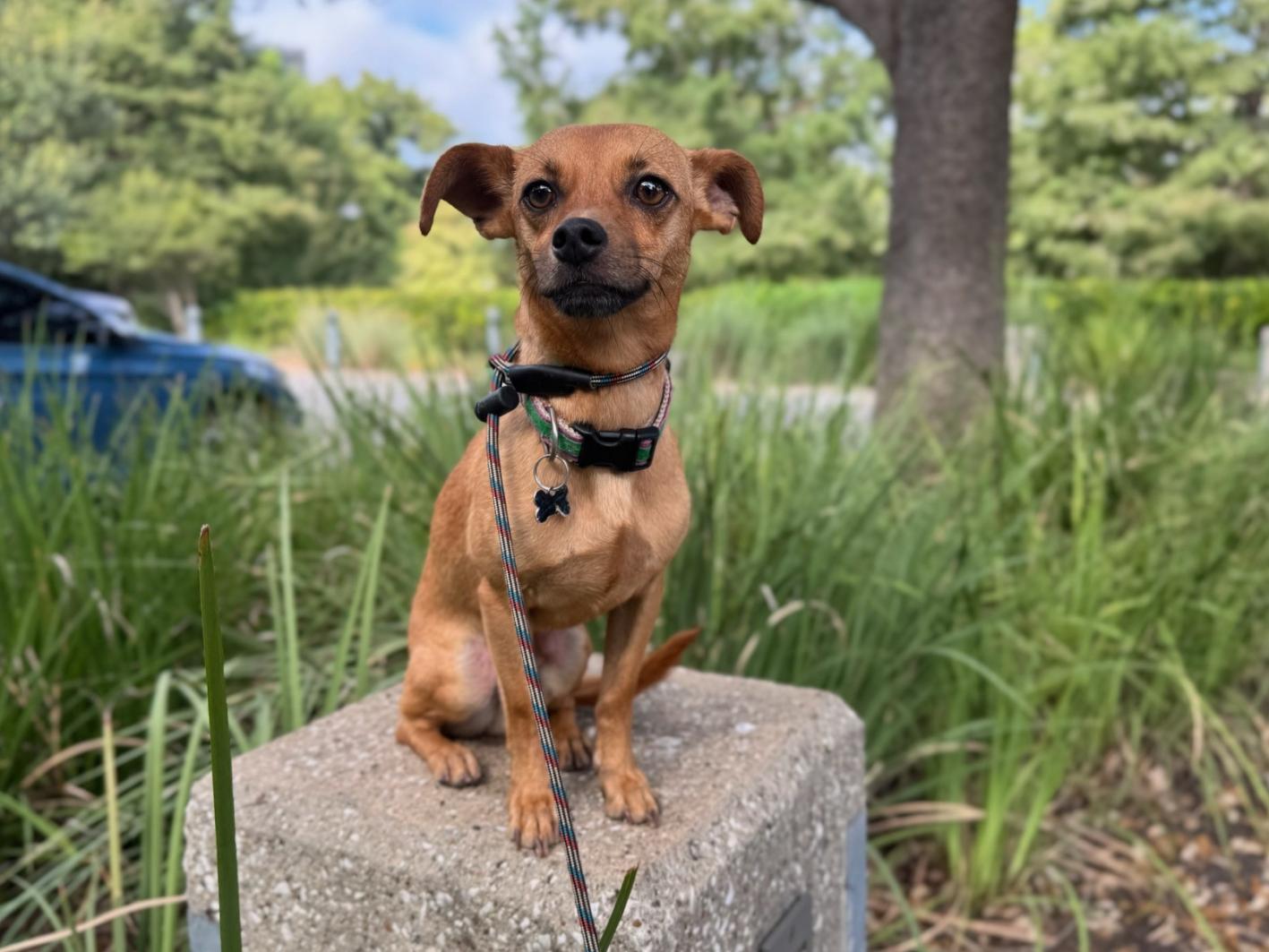 Enlarge Raz, a Adoptable mixed breed in San Antonio, TX image 3/4