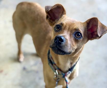 Raz, a Adoptable mixed breed in San Antonio, TX image 3/3