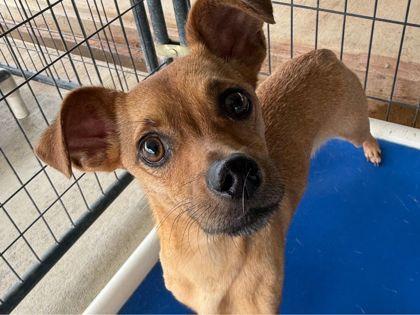 Raz, a Adoptable mixed breed in San Antonio, TX image 2/3