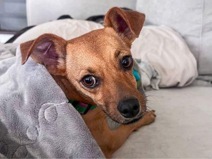 Raz, a Adoptable mixed breed in San Antonio, TX image 3/3