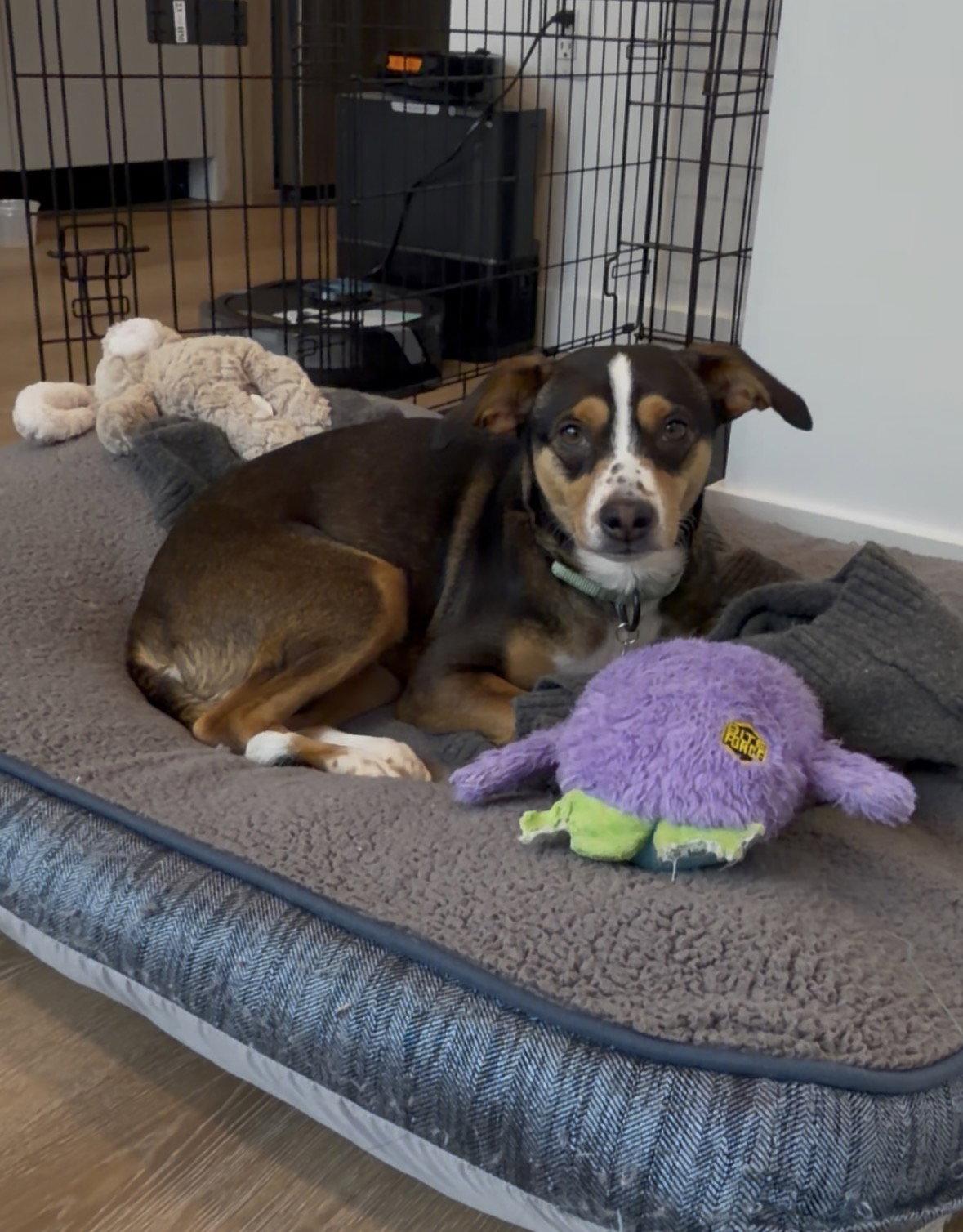 Nova, Adopted, Adult Female Chihuahua & Beagle.