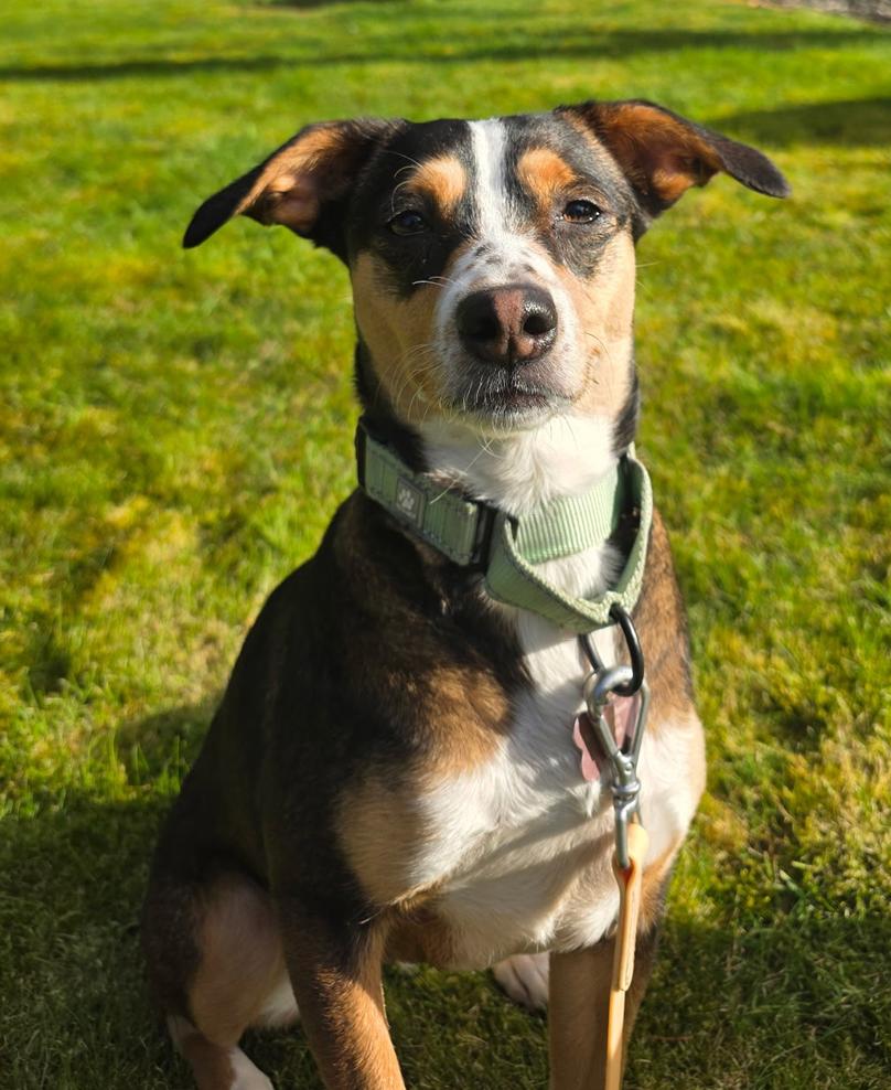 Enlarge Nova, a Adopted mixed breed in Bothell, WA image 2/3
