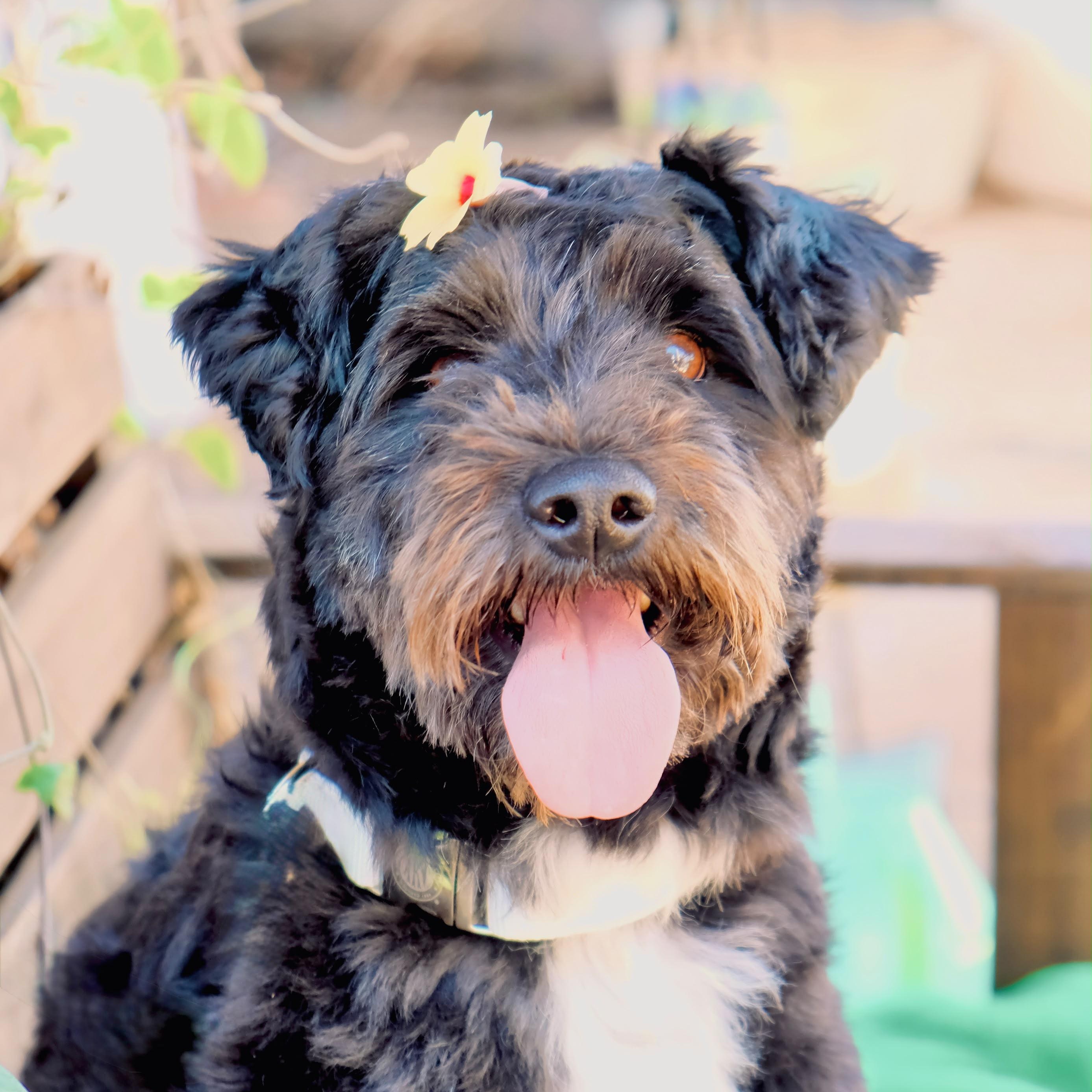 Nevaeh, Adopted, Adult Female Schnoodle.