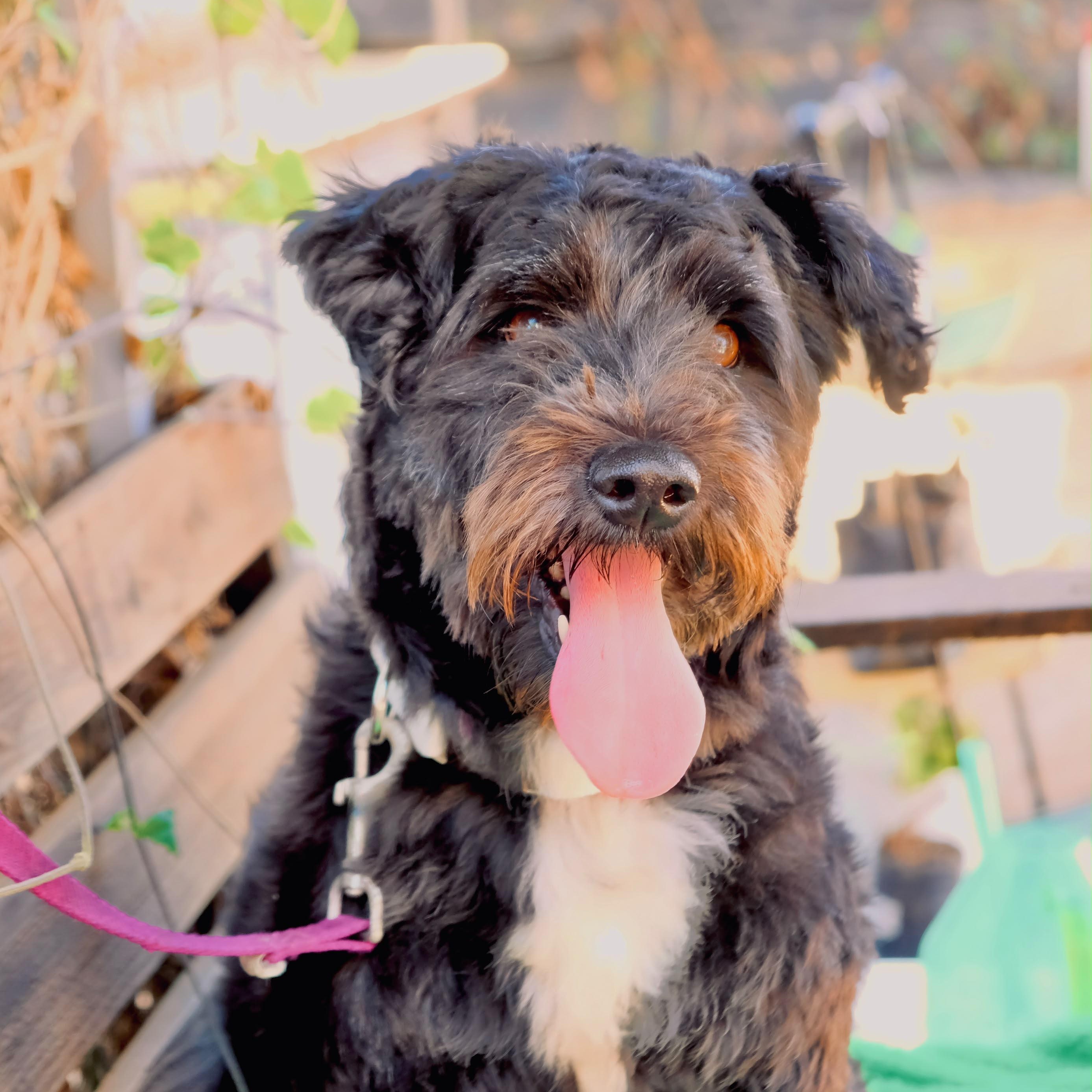 Enlarge Nevaeh, a Adopted Schnoodle in San Diego, CA image 3/3