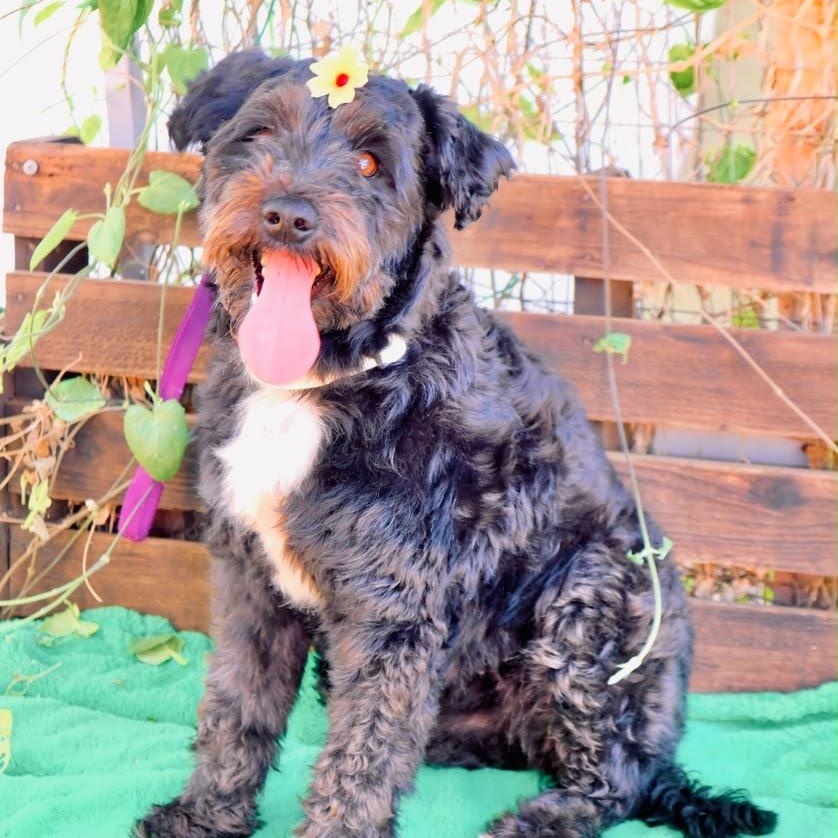 Enlarge Nevaeh, a Adopted Schnoodle in San Diego, CA image 2/3