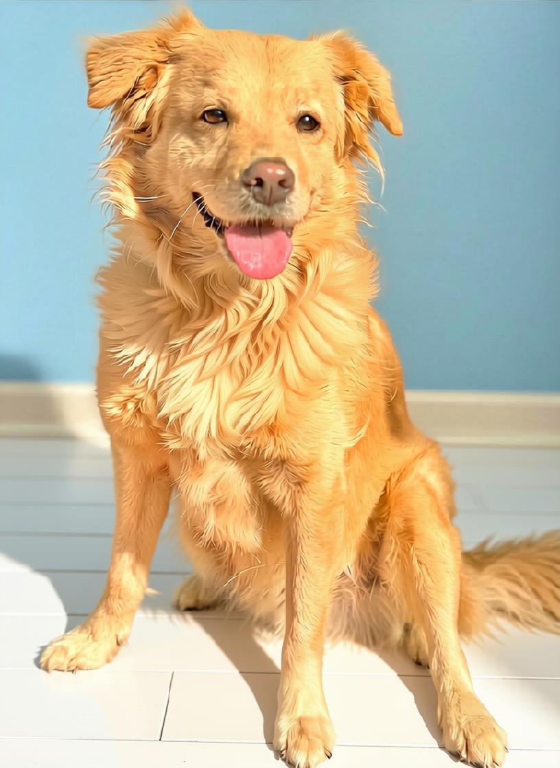 Fluffy, Adoptable, Young Male Golden Retriever & Cocker Spaniel.