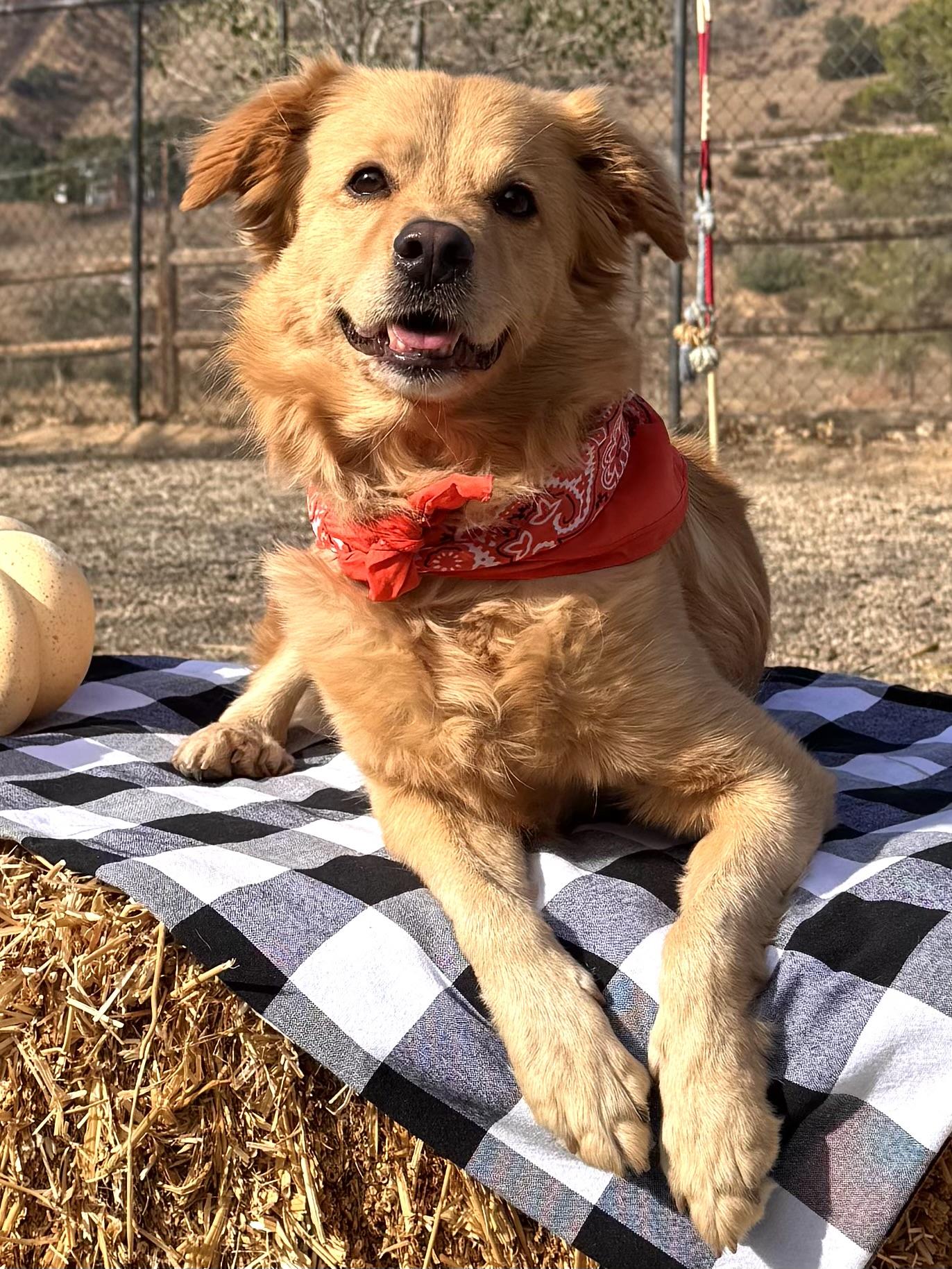 Enlarge Fluffy, a Adoptable mixed breed in Agua Dulce, CA image 2/6