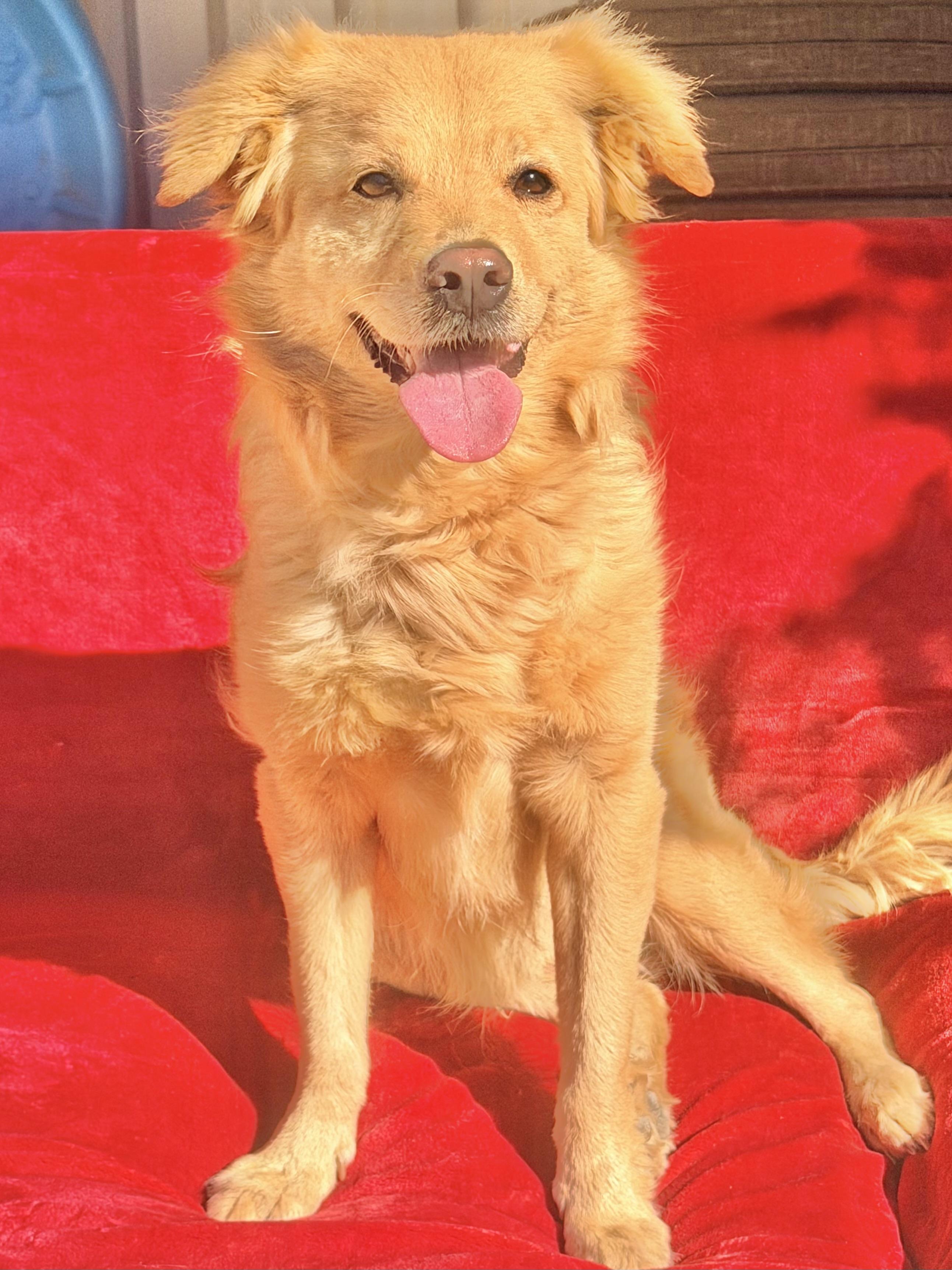 Fluffy, Adoptable, Young Male Golden Retriever & Cocker Spaniel.