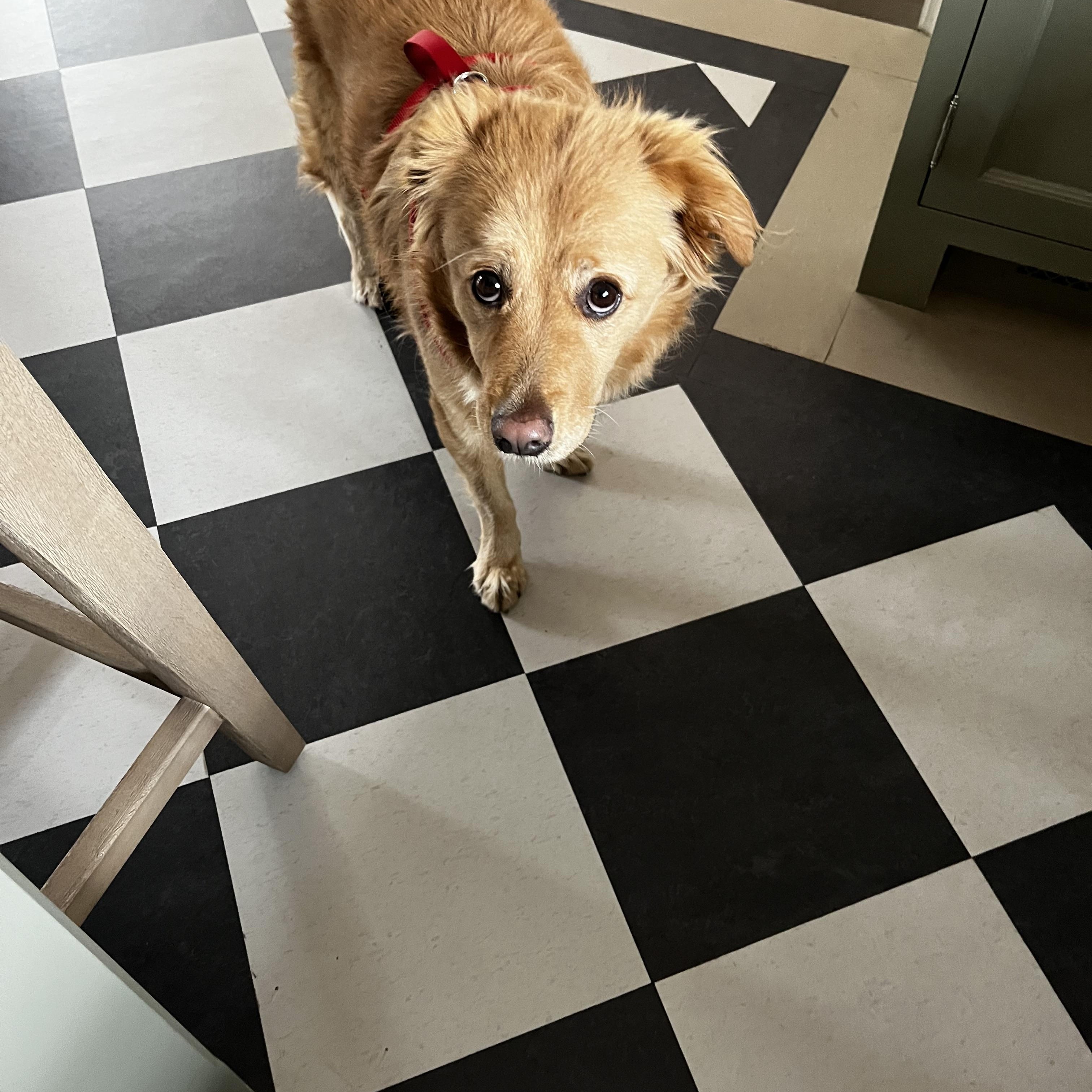 Fluffy, a Adoptable mixed breed in Agua Dulce, CA image 2/4