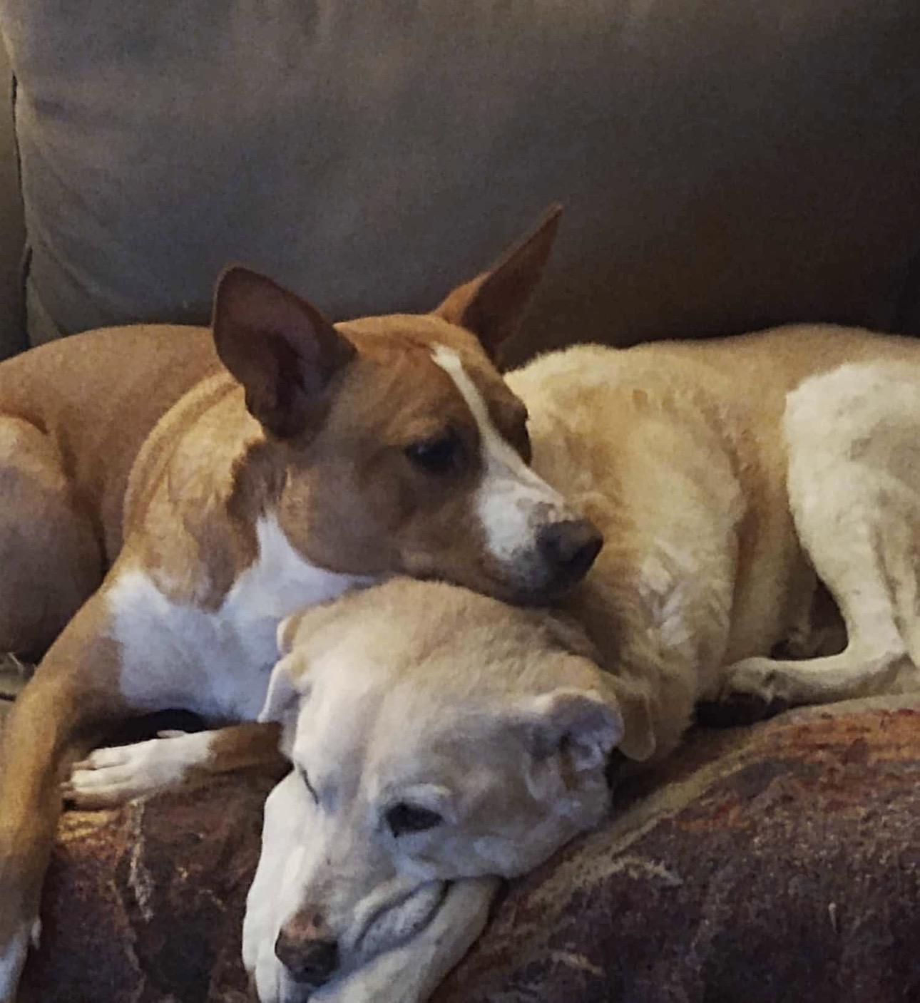 Enlarge Chance, a Adoptable mixed breed in Denver, CO image 5/6
