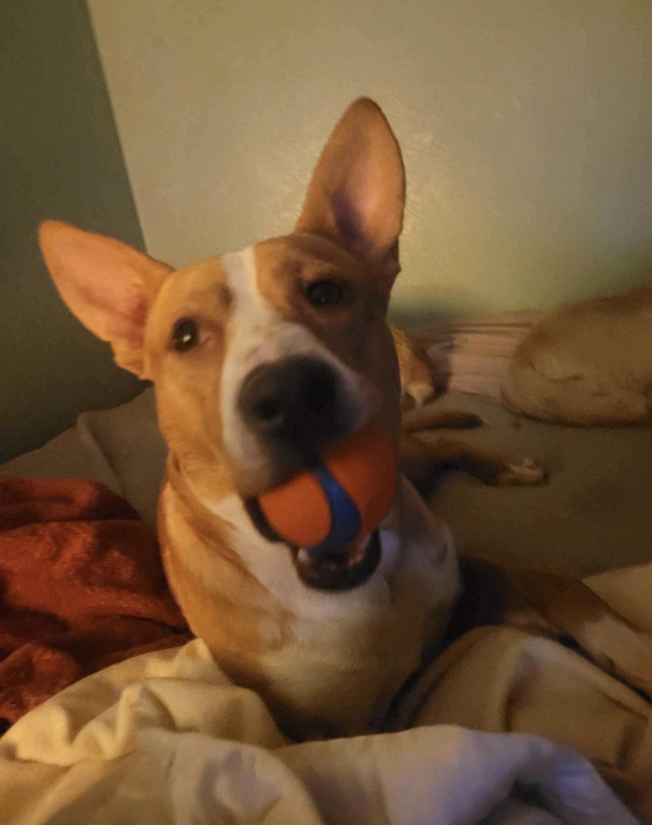 Enlarge Chance, a Adoptable mixed breed in Denver, CO image 4/6