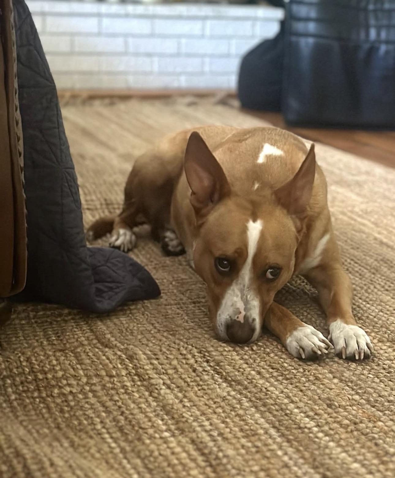 Enlarge Chance, a Adoptable mixed breed in Denver, CO image 2/6