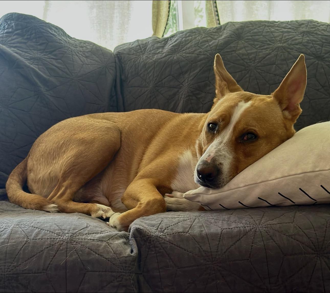 Chance, Adoptable, Adult Male Basenji & Carolina Dog.