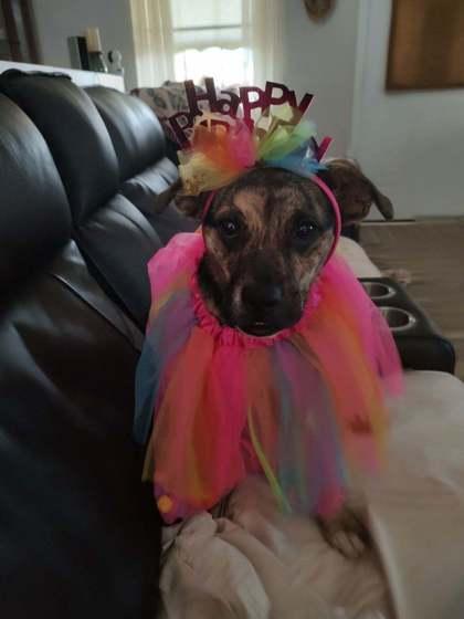 Enlarge Lippy aka Yippee-Kai, a Adoptable mixed breed in Sevierville, TN image 2/2