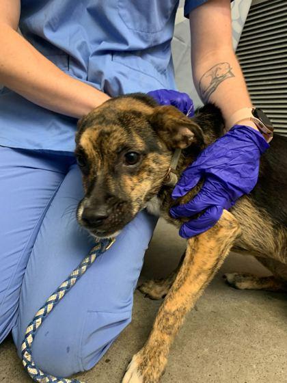 Lippy aka Yippee-Kai, Adoptable, Adult Female Terrier.