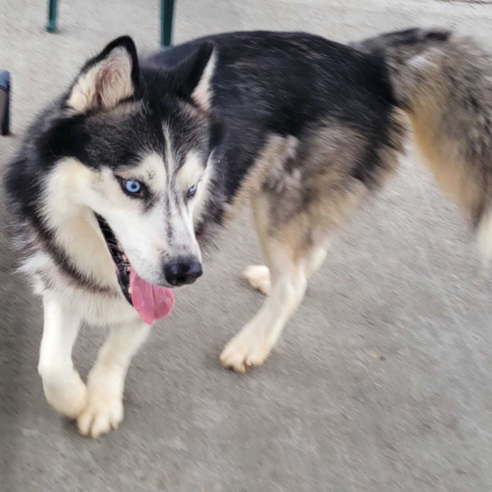 Cody! Handsome Husky Boy!, a Adoptable Husky in Meriden, CT image 3/6