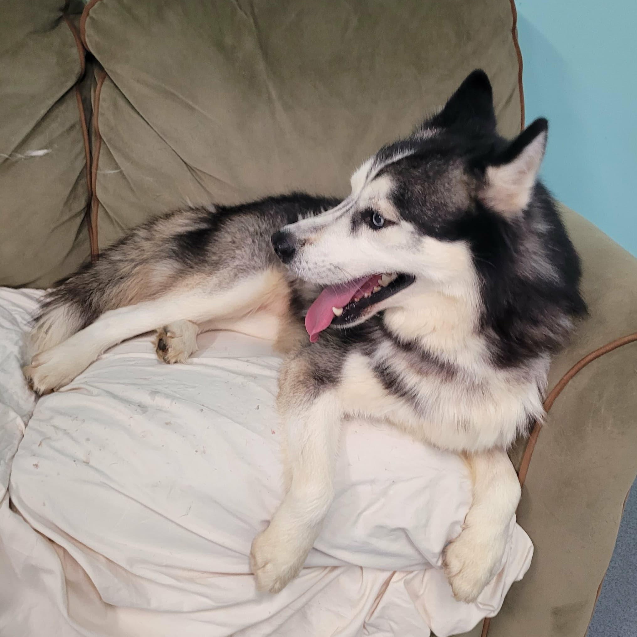 Cody! Handsome Husky Boy!, a Adoptable Husky in Meriden, CT image 4/6