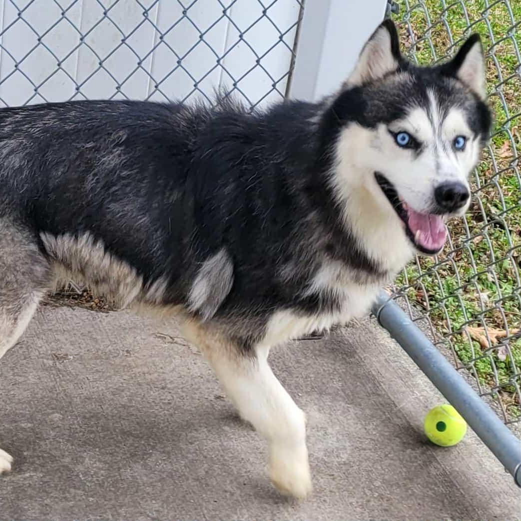 Cody! Handsome Husky Boy!, a Adoptable Husky in Meriden, CT image 5/6