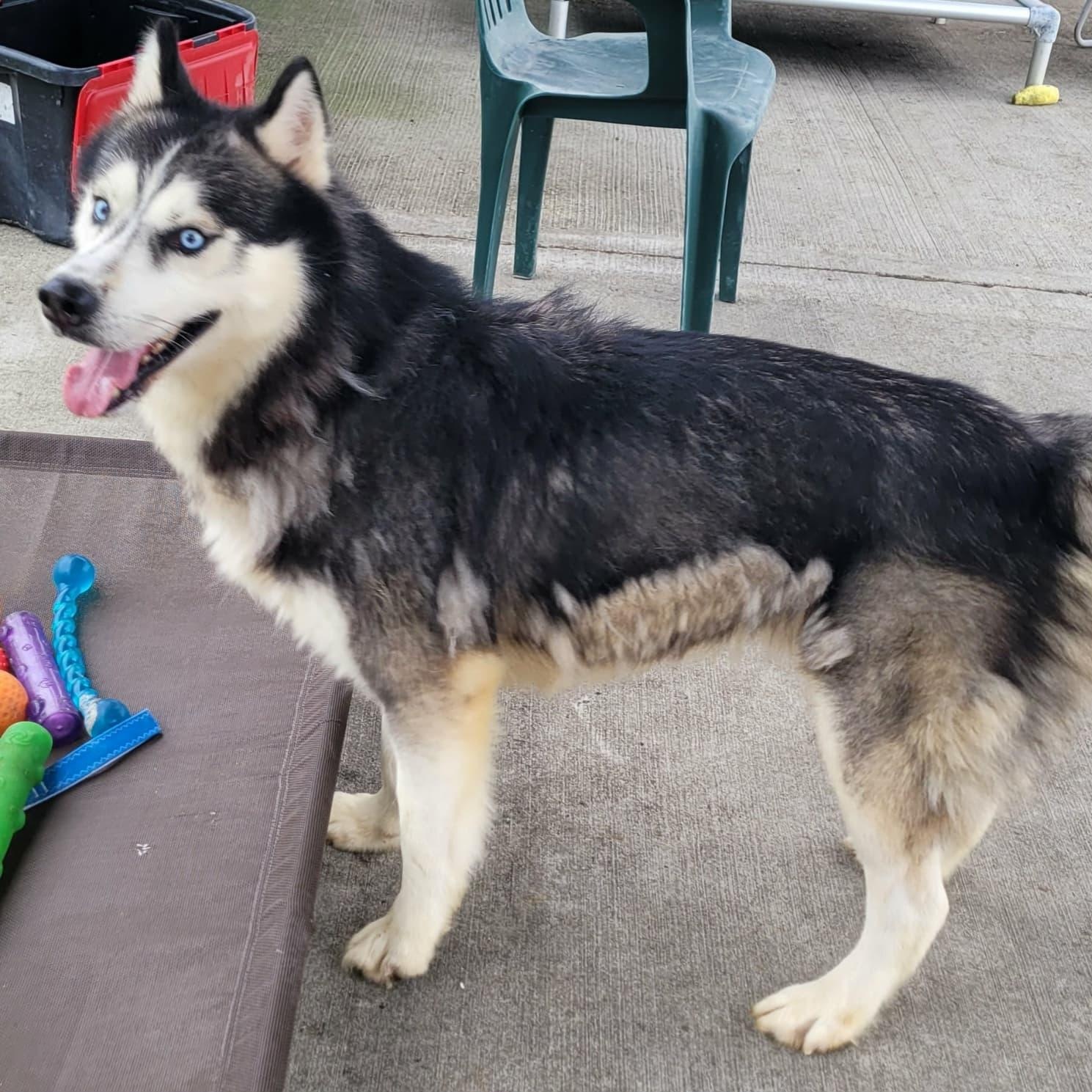 Cody! Handsome Husky Boy!, a Adoptable Husky in Meriden, CT image 2/6