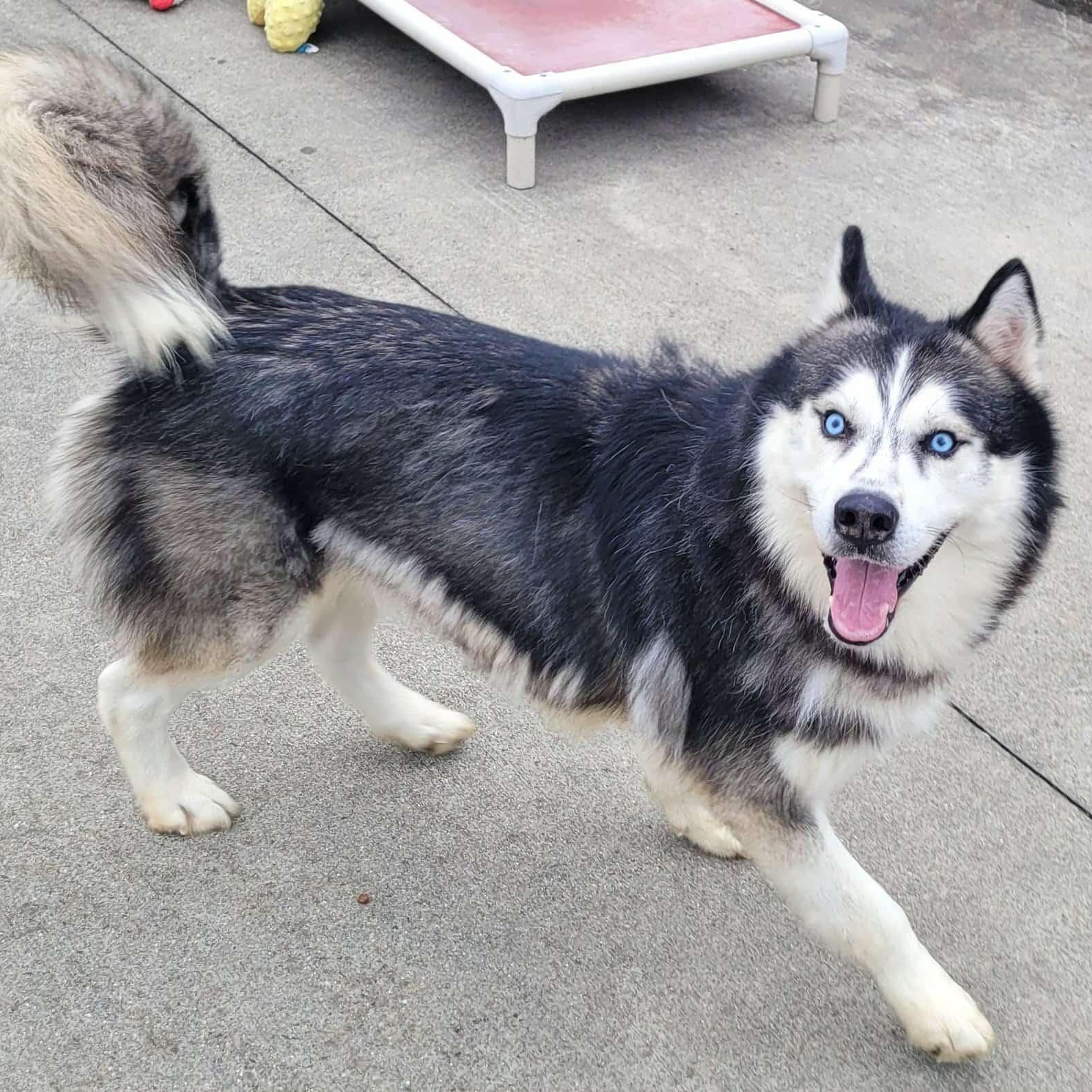 Cody! Handsome Husky Boy!, a Adoptable Husky in Meriden, CT image 1/6